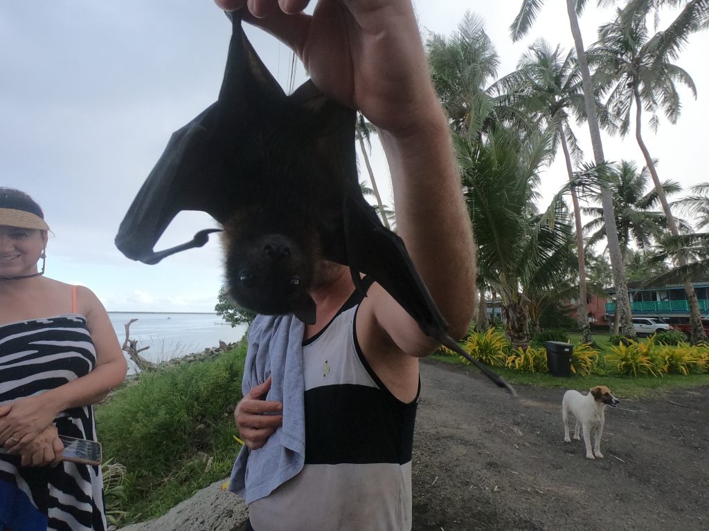 Foster fruit bat